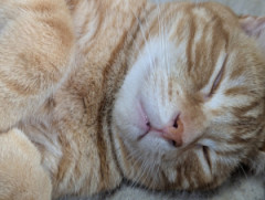スタミナが切れた猫