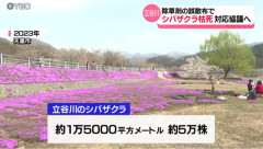 【悲報】20年かけて育てた5万株のシバザクラ、除草剤が誤散布され半分枯れる