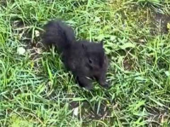 植木の下から子供が飛び出してきた。コラッそっちは危ないでしょ！ → ママはこうします…