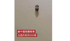 中国のコブラ🐍養殖場、洪水で飼育していたコブラが逃げ出す→ 女性が噛まれて死亡