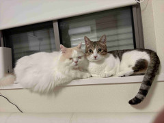 飼い猫に踏まれますか？