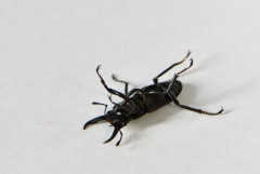 【衝撃】ひっくり返った虫のように足をバタバタさせる運動、ガチで効く