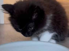 子猫と子犬がボウルの水を飲んでいた。ほら、もっと飲んでいいよ → 不器用な子犬はこうしちゃう…