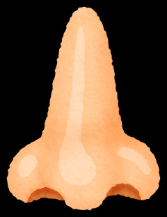 【画像】こういう鼻の女、いいｗｗｗｗｗｗｗｗｗｗｗｗｗｗｗｗ