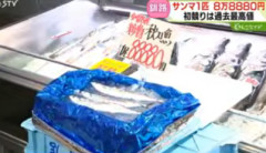 【北海道釧路港】初水揚げされた“旬のサンマ”1匹8万8880円の高値で6匹店頭に売りに出される…客の男性が6匹全部を購入し即完売_初競りは1キロ44万円