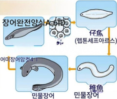韓国人「日本が遂に世界初のウナギ完全養殖に成功！『稚魚に頼らない』驚きの技術とは？」→「科学技術で自然を超えた‥」