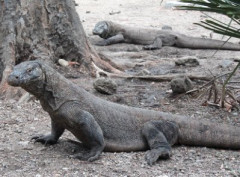 【悲報】インドネシア、日本の動物園へコモドドラゴンを放つｗｗｗｗｗ
