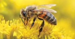【朗報】虫の中で一番可愛い虫、決定する