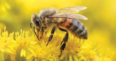 【朗報】虫の中で一番可愛い虫、決定するｗ