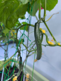 【速報】プランター家庭菜園ワイさん、きゅうりが順調すぎるｗｗｗｗｗｗｗｗｗｗ