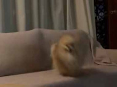 子供は興奮すると家の中を走り回る。ヒャッハ～！ → こちらの子犬はこうなります…