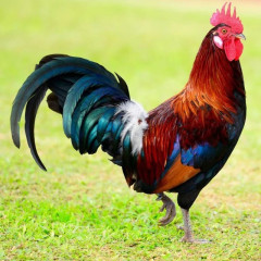 アメリカ「お前らの国でニワトリの鳴き声はどう表現するの？」