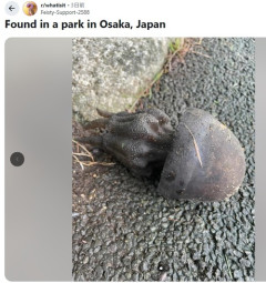 【画像】謎のクリーチャー、大阪で見つかるｗｗｗｗ