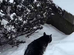雪が積もって帰宅困難になった。や、やっと帰ってこれた → 玄関前でこんな様子です…
