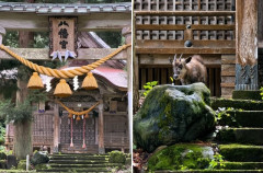 「初めて野生のニホンカモシカに遭遇した」親日外国人が風景を愛でるスレ