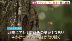 【茨城】10代未満から50代の男女15人がアシナガバチに刺される　全員意識あり軽傷　巣は消防が取り除く　つくば市の遊歩道