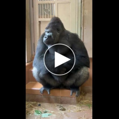 【動画】ゴリラさん、リラックスしてたのにどつかれる