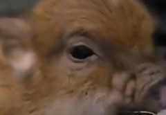 【動画】ウリ坊さん、お気に入りの場所を見つけてほっこりｗｗｗ