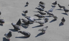 【動画】日本の鳩を素手で捕まえる子供←これ