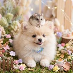 ナマ足魅惑のポメラニアン