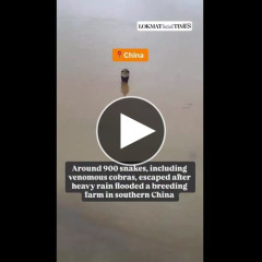 【悲報】中国さん、洪水で脱走したコブラにガチで支配される・・・・・・・・・