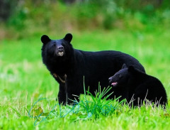 クマ対策「麻酔銃で生け捕りにして」は荒唐無稽　命中してもクマが「逃走」「反撃」するシビアなリスク