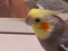 曲を楽しむ動物は人間だけだ。いや、それは違う！ → ２羽のインコはこうします…