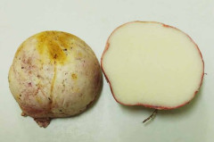 【悲報】彡(^)(^)「庭にきのこ生えとるやん！きのこごはんにして食ったろ！」→彡()()・・・・・・・・・