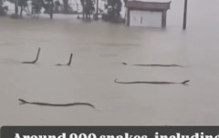 【衝撃映像】中国さん、洪水によって脱走したコブラに支配されてしまう・・・