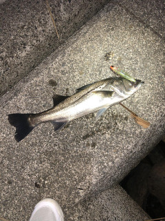 シーバス釣れたよぉ🥺