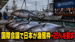 クロマグロ豊漁で一瞬で上限になり操業停止 国際会議で日本が漁獲枠+25%を要求→まずい、この顔されるｗｗｗ