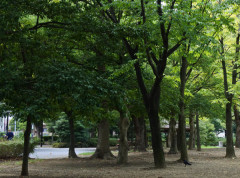 中国人が夜中に日本の公園の木の下に集まってるのはなぜ！？　海外の反応。