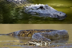 【動画】ヘビ、ワニに喧嘩売った結果ｗｗｗｗ