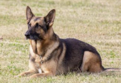 【画像】警察犬さん、配属初日で心が病んでしまうwwwwwwwwwwww