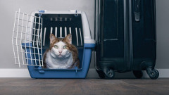 友人の猫の扱いが酷くて、正直引いた…