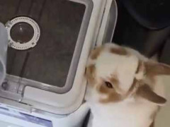 この世で一番速い動物って何ですか？ ビュンッ!!!! → うちのウサギはこんな様子です…