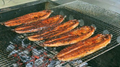 【朗報】いよいよ完全養殖ウナギが量産へ。鹿児島に年間100万尾生産できる施設を建設