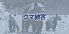 【岩手・雫石町】同じ民家に７日間で４回クマが侵入、窓ガラス割られキャットフードや台所の菓子など食べる…