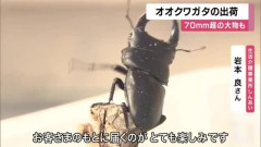 オオクワガタの出荷始まる！70ミリ超には数万円の値が付くことも　オス120匹・メス100匹を販売へ