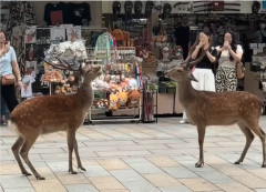 海外「日本はさすが過ぎるｗ」 日本は野生動物の喧嘩さえ可愛くなってしまうと世界が騒然