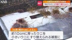 熊本の水産業者、3万個の育てたウニを成長する前のウニにすり替えられる