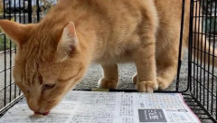 【朗報】脱走したクソ猫、家の近くにいた