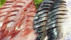 刺身が1番美味い魚