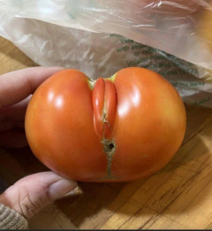 【画像】女の子すぎるトマトが見つかるｗｗｗｗｗｗｗｗ