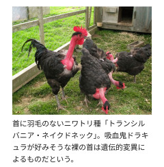 【画像】突然変異の毛がないニワトリ、完全にアレ