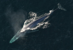 最近知ったんやが、シロナガスクジラが史上最大の生物なんやって