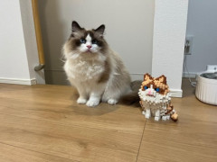 うちの猫をみてくれ（※画像あり）