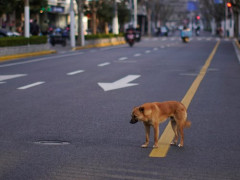 【悲報】「野良猫」←よく見かける「野良犬」←全く見かけない
