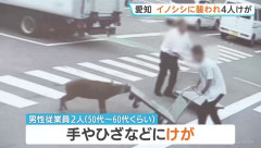 愛知県豊田市の給食会社でイノシシが人襲う　男性二人が台車で応戦