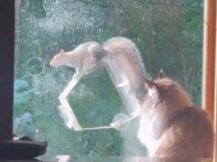 窓の外にリスの餌台があった。い、今の見ましたか？ → 彼はこんな顔になった…